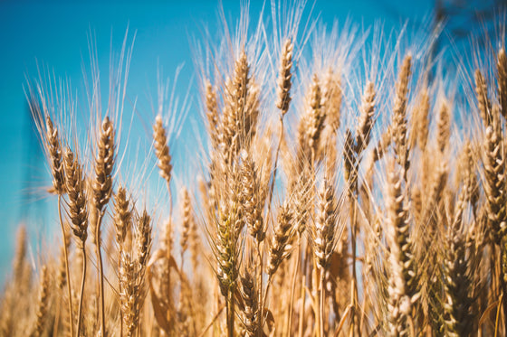 How Distillers Choose Flavour: Understanding Heads, Hearts & Tails